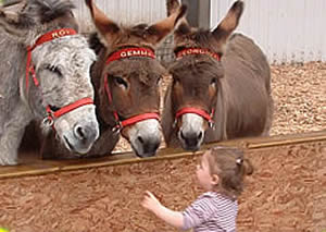 Friendly donkeys at the Tamar Valley Donkey Park 