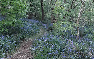 Bluebell woods near The Smithy